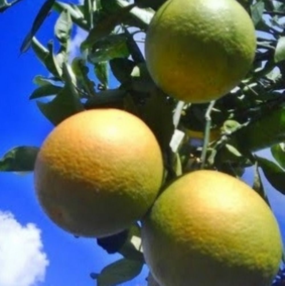 Laranja Serra D'agua.jpg